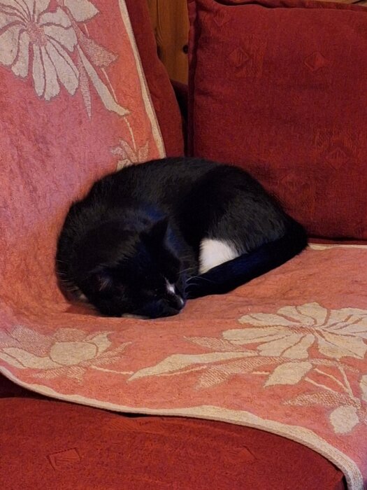 Svartvit katt sover på röd soffa med blommönstrad filt.
