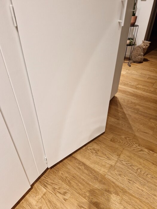 Vit dörr med träparkettgolv i ett rum, en katt sitter i bakgrunden vid en växt på en hylla.