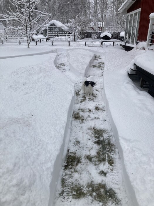 Hund går på snöfri stig grävd med snöslunga, omgiven av snötäckt trädgård och röd byggnad i bakgrunden.