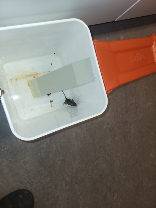 Hemmabyggd råttfälla: en vit hink med vippbräda och orange ramp, fångat djur inuti.