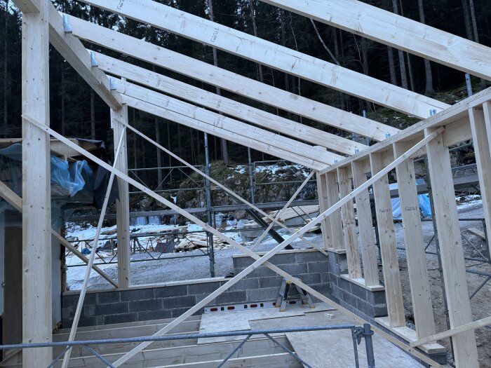 Träkonstruktion av takbalkar under uppbyggnad, stöttade av vertikala och diagonala reglar i en skogsmiljö med byggmaterial runtomkring.