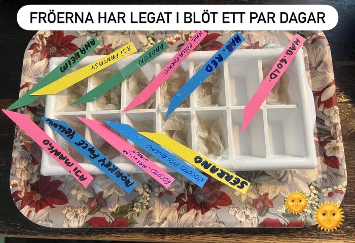 Såbricka med chilifrön märkta med färgglada etiketter ligger på en blommig bricka, redo för plantering.