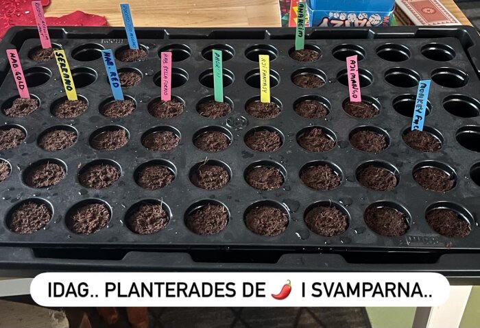 Fröpluggbricka med jordfyllda pluggar och plastetiketter för olika chilisorter, redo för plantering och odling i miniväxthus.