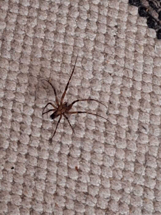 Spindel på en köksmatta med beige rutmönster.