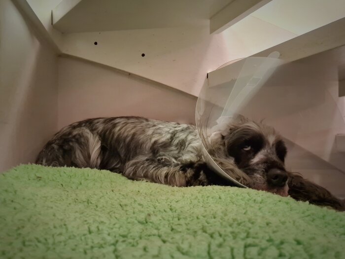 Hund vilar på grön matta med tratt runt huvudet efter operation.