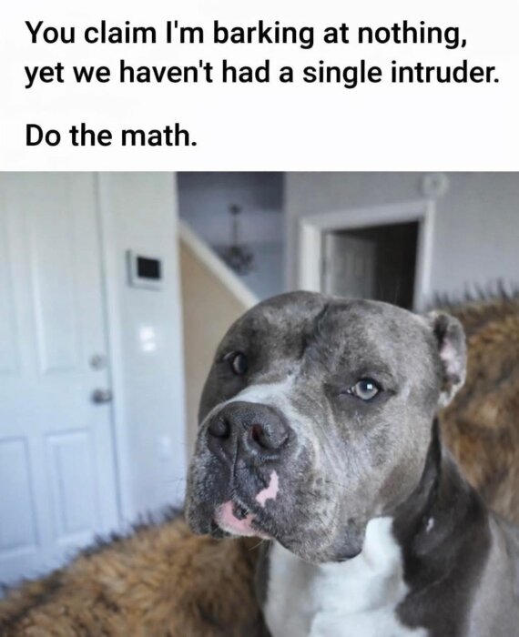 En grå hund med vit nos och bröst sitter inomhus, under en humoristisk text om att inte ha haft inkräktare på grund av hundens vaksamhet.