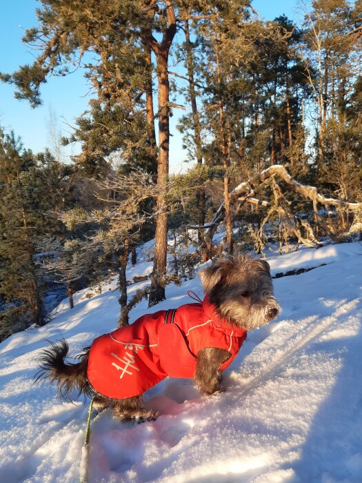 Hund i röd jacka i snötäckt skog under klar blå himmel.