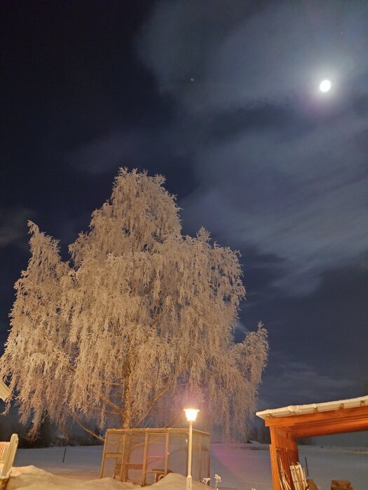 Vinterlandskap med frostklädd björk under nattljus, måne synlig i molntäckt himmel, snöig mark, och en upplyst gatlykta.