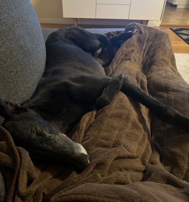 Svart hund sover bekvämt på en brun filt, nära en soffa i ett vardagsrum.