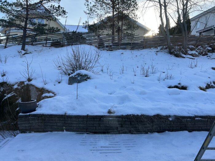 Snötäckt trädgård med en mur och buskar, omgivna av träd och staket, under en klar vinterdag.
