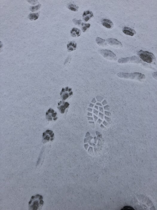 Spår i snön visar djur- och skoavtryck, med skoavtrycket som är 35 cm stort.