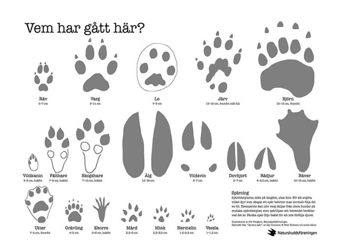 Djurfotspårsillustration med olika djurs spår inklusive mård, som jämförs i inlägget. Naturvårdsföreningens guide över djurspår.