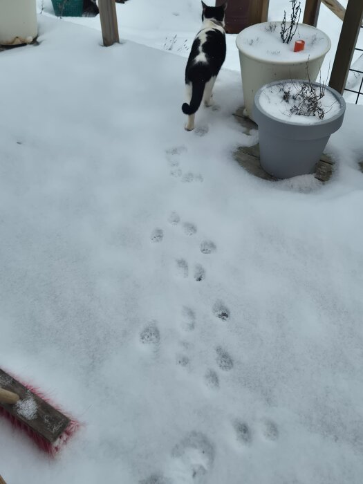 En katt går bort från kameran, lämnar tassavtryck i snön bredvid en kvast och två krukor.