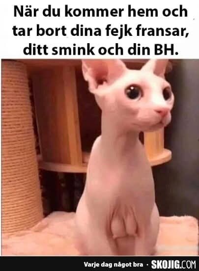 En hårlös katt med stora ögon står framför en hylla, text ovanför beskriver en humoristisk situation om att ta bort smink och kläder.
