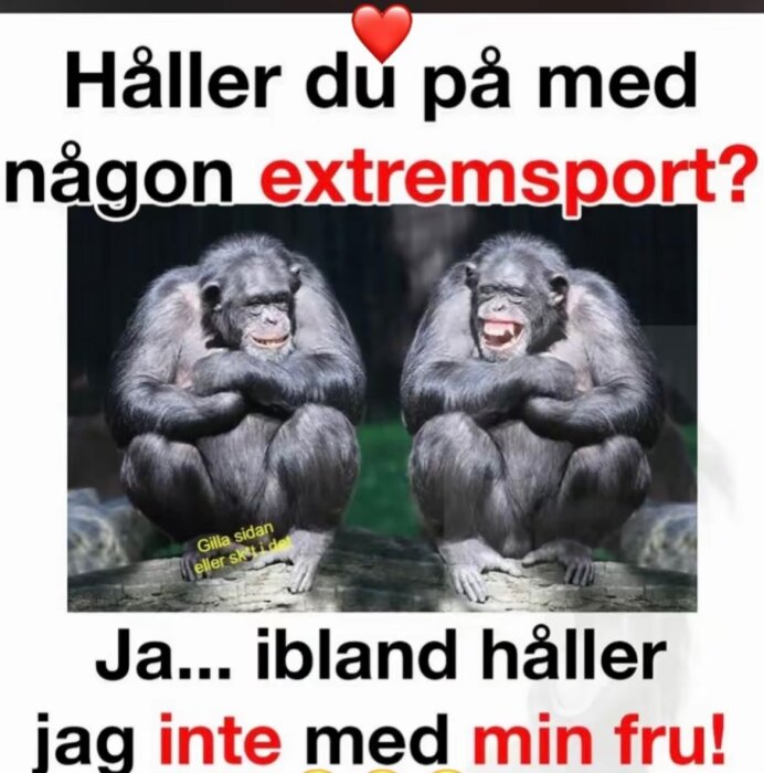 Två apor sitter bredvid varandra och ler. Text på bilden: "Håller du på med någon extremsport? Ja... ibland håller jag inte med min fru!