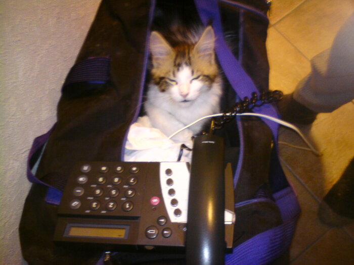 Katt ligger i en öppen väska bredvid en gammaldags telefon med sladd och knappar.