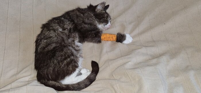 Katt vilar på en filt, med ett gult bandage på framtassen efter veterinärbesök.