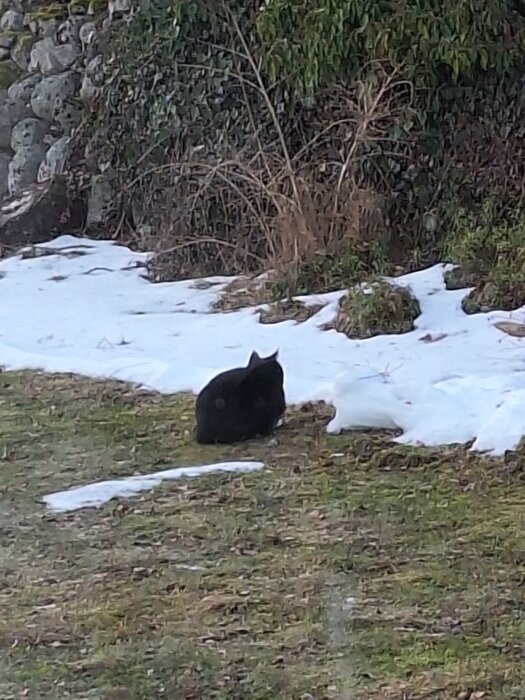 Svart katt sitter på marken nära en stenmur, omgiven av snö och växtlighet.