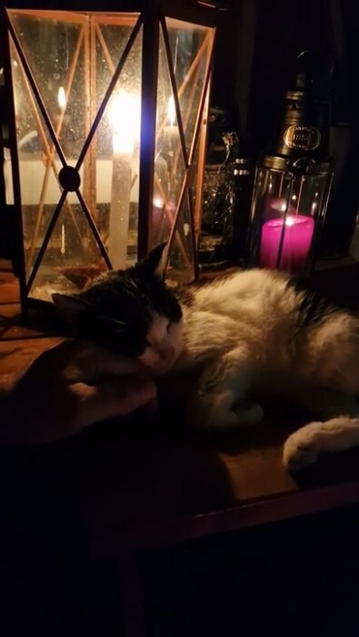 Katt sover bredvid tända ljus i lyktor på ett bord.