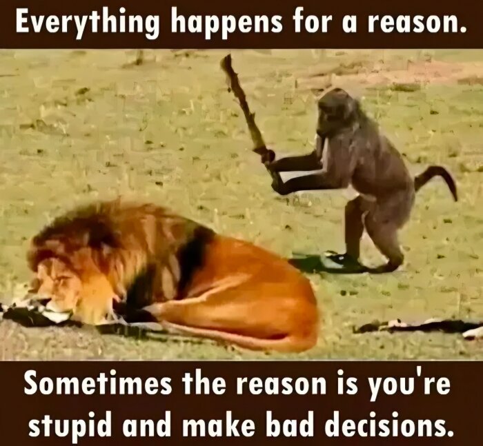 En babian närmar sig en vilande lejonhane med en pinne, med texten "Everything happens for a reason. Sometimes the reason is you're stupid and make bad decisions.