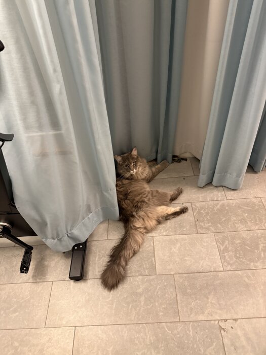 En lurvig katt ligger på ett golv, delvis gömd bakom ljusblå gardiner.