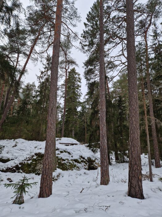 Snötäckta träd i vintrig skog med barrträd och stenar täckta av ett lager snö.