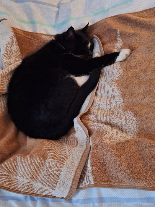 En svartvit katt sover på en brun, mönstrad handduk.