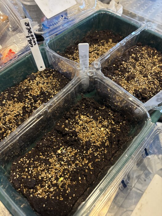 Fröplantor av paprika, rotselleri och purjolök som gror i plastbehållare fyllda med jord och guldfärgat täckmaterial.