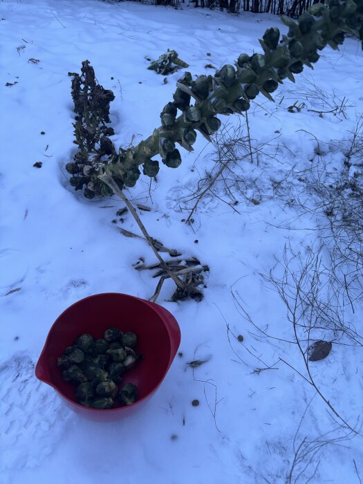 Brysselkålsskörd i en röd skål på snötäckt mark, bredvid en nedfallen brysselkålsstam.