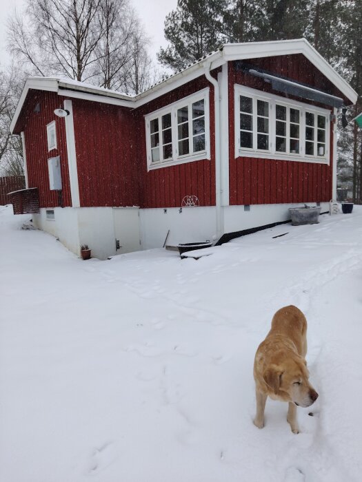 Rött trähus i snötäckt landskap med en hund i förgrunden.
