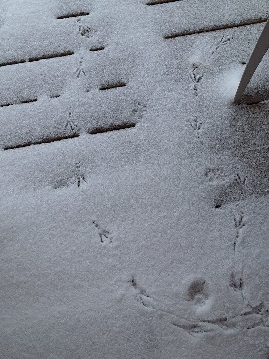 Fågel- och kattspår i snö på trätrall.