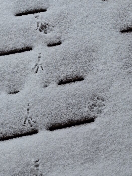 Spår av katt- och fågelklor i snön på trätrall.