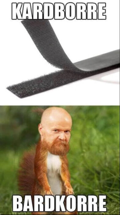 Kardborreband ovan, fotoshoppad ekorre med skäggigt ansikte nedan, text "KARDBORRE" och "BARDKORRE".