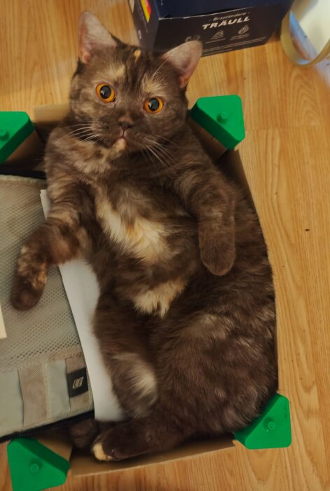 Katt som ligger avslappnat i en låda på trägolv, med blicken riktad mot kameran och synlig ljus mage.