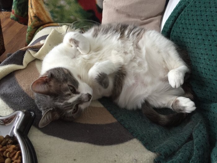 En grå och vit katt ligger avslappnat på rygg på en filt, bredvid en matskål med kattmat.