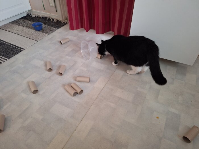 Svartvit katt bland omkullvälta toapappersrullar och en plastburk, efter godisletande.