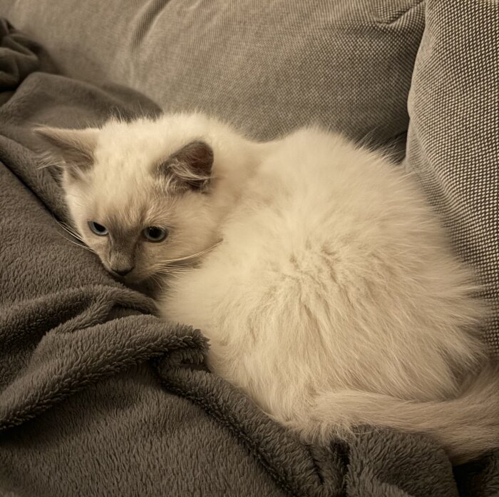 En söt, fluffig kattunge vilar på en grå soffa med en filt.