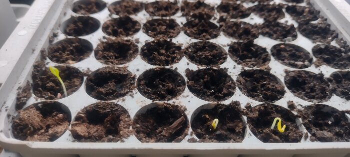 Fröplantor växer i en pluggbox med jordfyllda rutor, med några små skott som precis börjar gro.