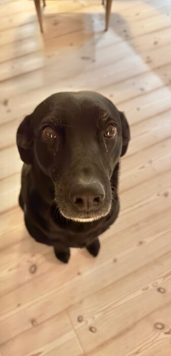 Svart hund sittande på ett trägolv, tittar upp mot kameran med stora ögon och en nos i fokus.