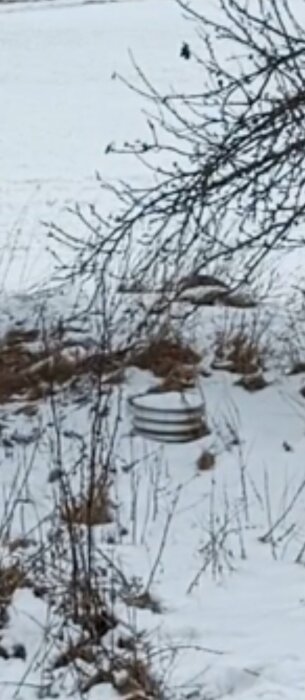 Lock i snötäckt landskap med buskar, potentiellt ett septiktanklock.