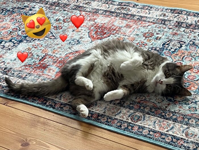 Katten ligger avslappnad på en orientmatta med hjärtemojis runt sig, tittar mot kameran.