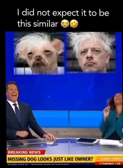 Hund och man med liknande frisyr visas på TV, journalister skrattar.
