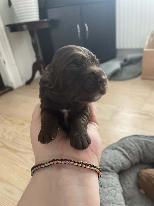Brun jaktcockervalptik hålls i en hand, fokuserad i hemmet, med en färgglad flätad armbandsdetalj.