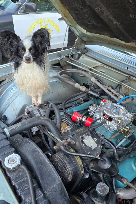 Hund står i en bilmotor, med en koppatrollbil i bakgrunden, och betraktar kameran.
