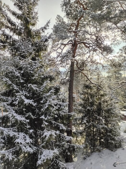 Snötäckta träd i en skogsglänta med barrskog och vintersol i bakgrunden.