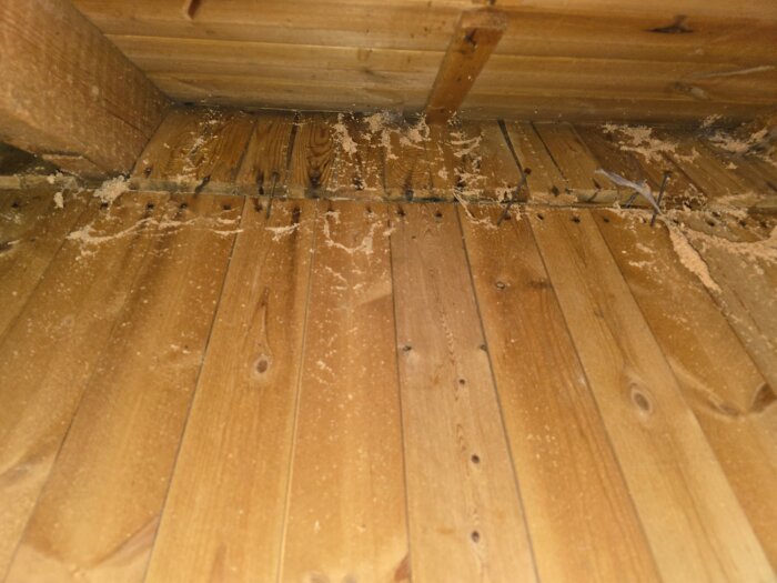 Träpanel i kallvind med tecken på mikrobiell tillväxt och fukt, möjligen orsakad av dålig ventilation och gammal läcka.