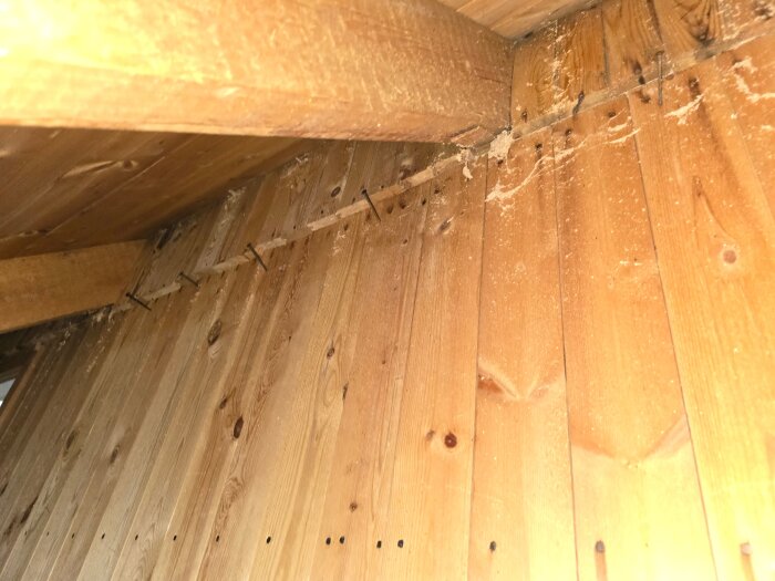 Träpanel på kallvind med synliga spikar och tecken på mikrobiell tillväxt. Panelen har ljusa fläckar längs kanterna.