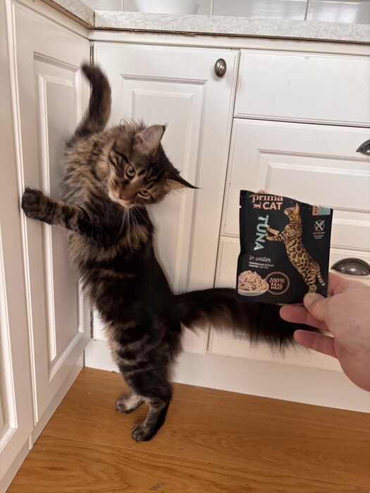 Katt poserar framför vit kökslucka medan en person håller en förpackning kattmat i handen.