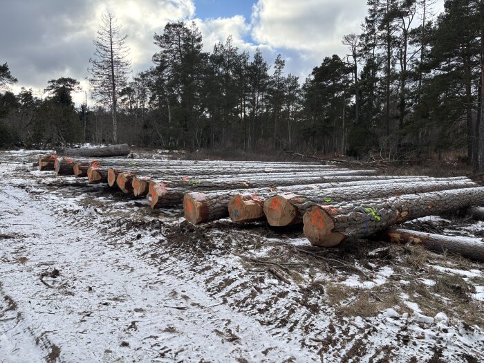 Fällda trädstammar med märkning ligger på snötäckt mark i en skog, omgivna av barrträd under en molnig himmel.