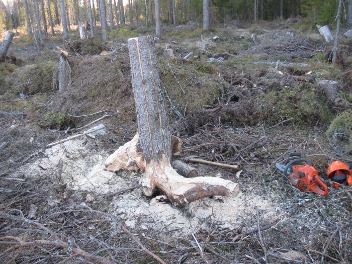 Granstubbe i skog, delvis avlägsnad med motorsåg och yxa bredvid, omgiven av träflisor.